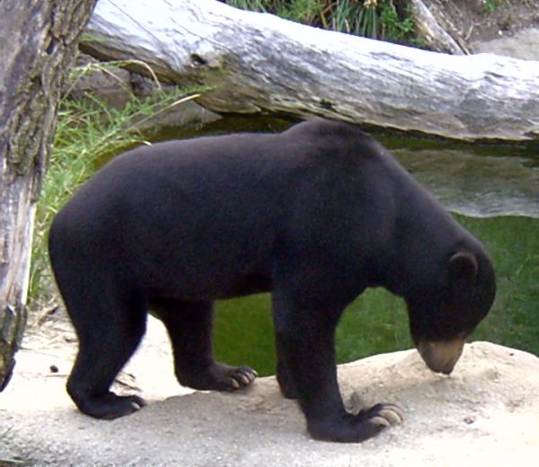 Sun Bear Helarctos malayanus zoo (3)