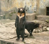 Sun Bear Photo Gallery