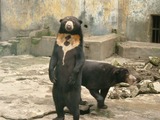 Sun Bear Helarctos malayanus zoo standing