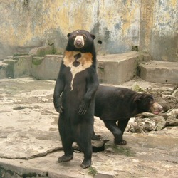 Sun Bear Helarctos malayanus zoo standing