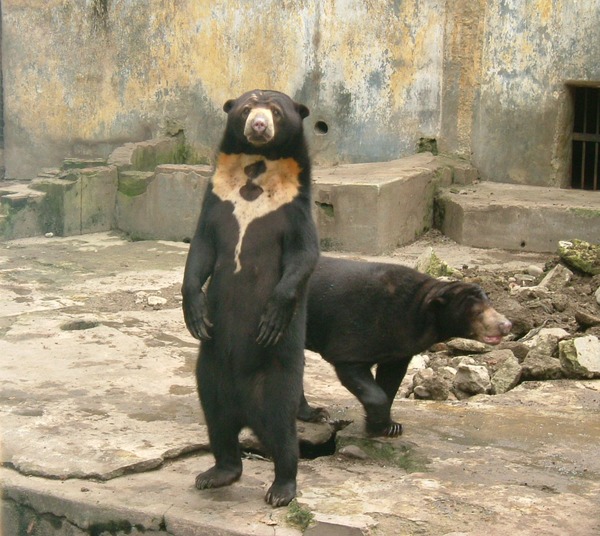 Sun Bear Helarctos malayanus zoo standing