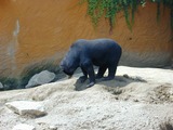 Sun Bear Photo Gallery