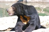 Sun Bear Photo Gallery