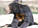 Sun Bear Helarctos malayanus