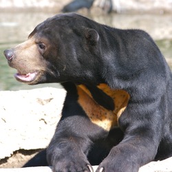 Sun Bear Helarctos malayanus