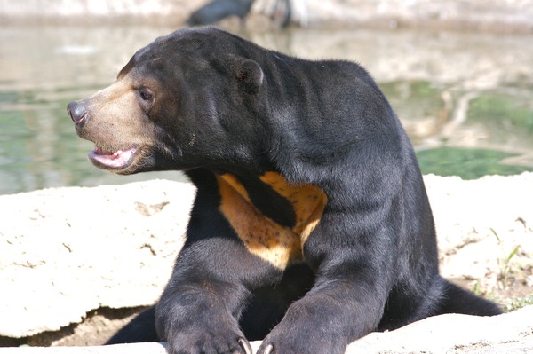 Sun Bear Helarctos malayanus