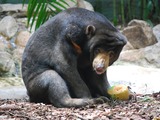 Sun Bear Helarctos_malayanus Alma Park Zoo