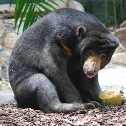 Sun Bear Helarctos_malayanus Alma Park Zoo