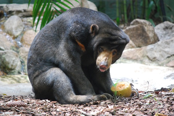 Sun Bear Helarctos_malayanus Alma Park Zoo