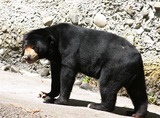 Sun Bear Photo Gallery