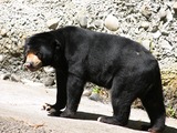 Sun Bear Malayan Helarctos malayanus