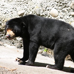 Sun Bear Malayan Helarctos malayanus