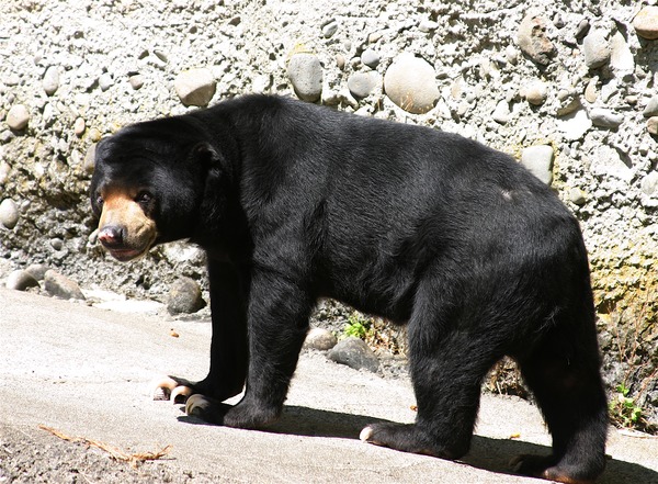 Sun Bear Malayan Helarctos malayanus