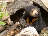 Sun Bear Malayan Sun Bear Oregon Zoo