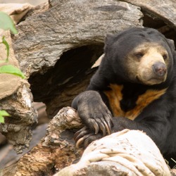 Sun Bear Malayan Sun Bear Oregon Zoo