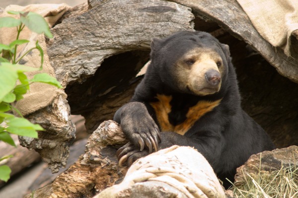 Sun Bear Malayan Sun Bear Oregon Zoo