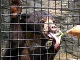 Sun Bear Photo Gallery