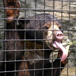 Sun Bear Malayan sun bear tongue