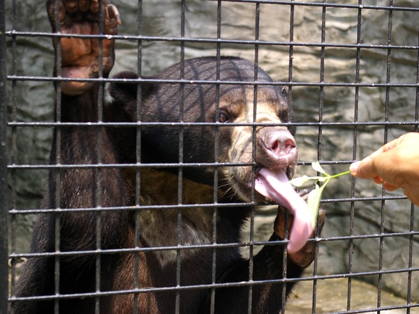 Sun Bear Malayan sun bear tongue