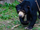 Sun Bear Malayan sun bear