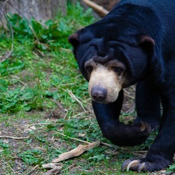 Sun Bear Malayan sun bear