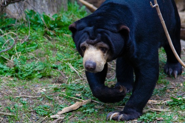 Sun Bear Malayan sun bear