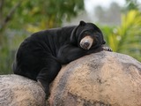 Sun Bear Malaysian Helarctos malayanus sleeping