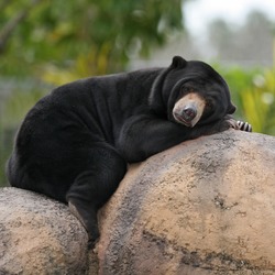 Sun Bear Malaysian Helarctos malayanus sleeping