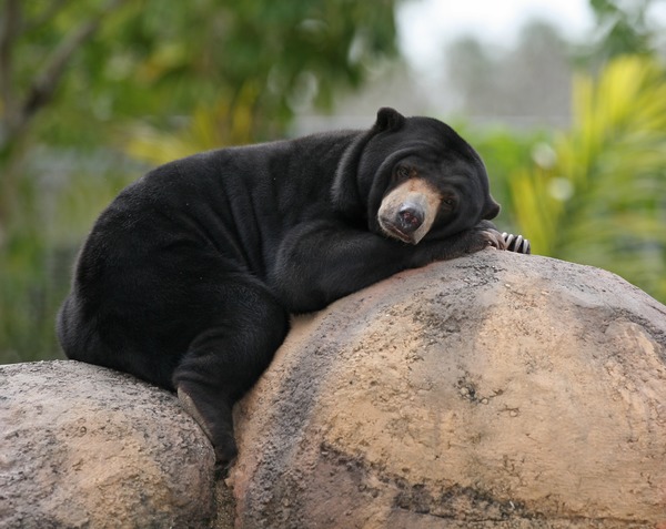 Sun Bear Malaysian Helarctos malayanus sleeping