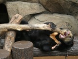 Sun Bear Photo Gallery