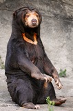 Sun Bear Photo Gallery