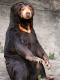 Sun Bear Sitting Helarctos malayanus