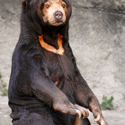 Sun Bear Sitting Helarctos malayanus