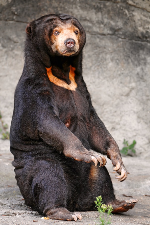 Sun Bear Sitting Helarctos malayanus