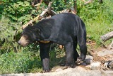 Sun Bear Photo Gallery