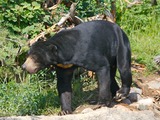 Sun Bear Sun Bear walking Move