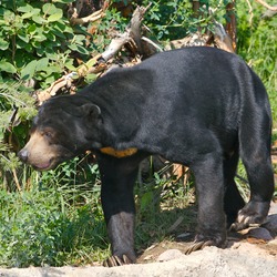 Sun Bear Sun Bear walking Move