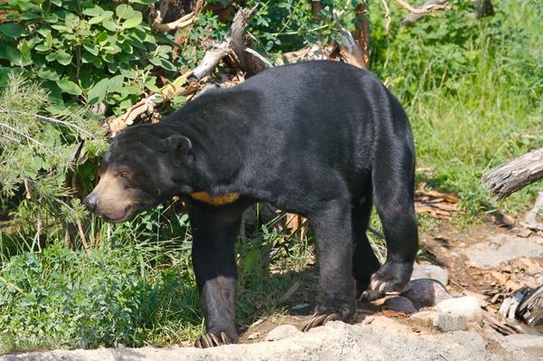 Sun Bear Sun Bear walking Move