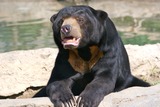 Sun Bear Photo Gallery