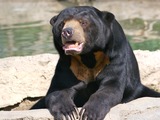 Sun Bear Sun_Bear_7