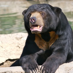 Sun Bear Sun_Bear_7