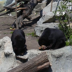 Sun Bear Zoo Malayan Helarctos malayanus