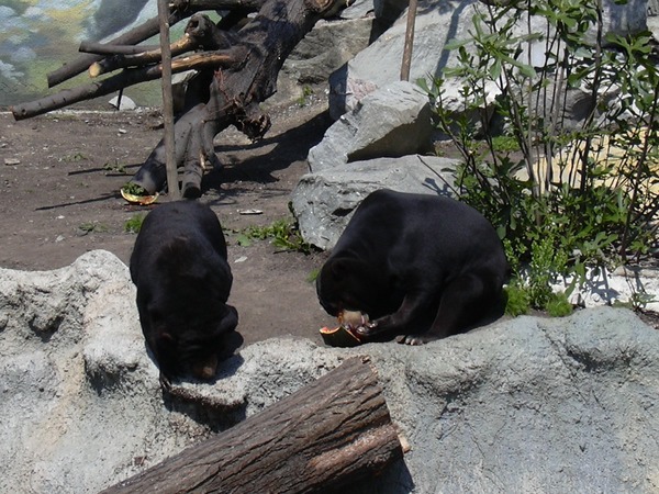 Sun Bear Zoo Malayan Helarctos malayanus