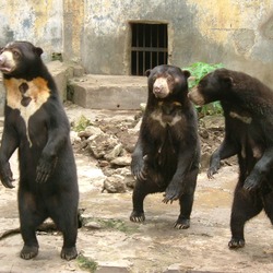 Sun Bear group medan old zoo