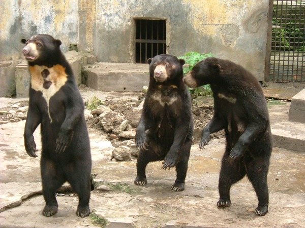 Sun Bear group medan old zoo