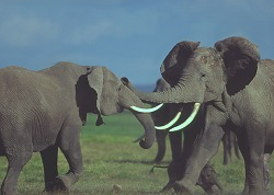 2004327_Fighting_Elephants