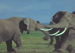 2004327_Fighting_Elephants