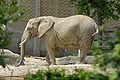 African Elephant 120px-GIPE25_-_elephant_(by-sa)_(1)