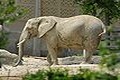African Elephant 120px-GIPE25_-_elephant_(by-sa)_(1)