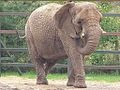 African Elephant 120px-Howletts-loxodonta-africana-04